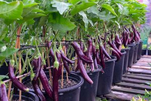How to Grow Eggplant in Containers