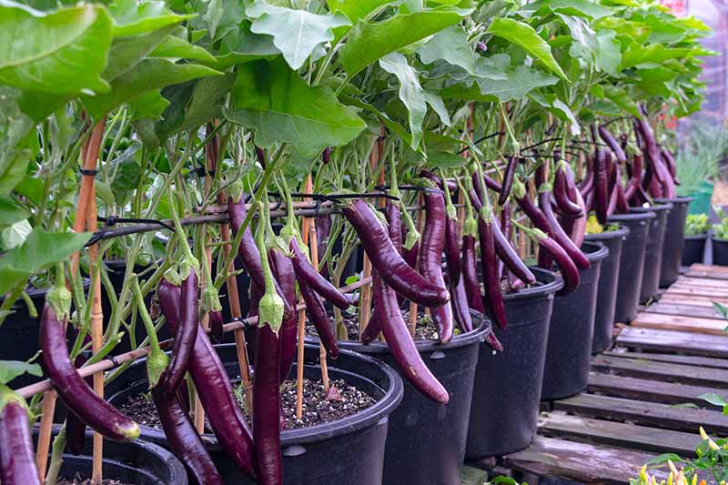 Eggplant Growing Guides, Tips, and Information | Gardener's Path