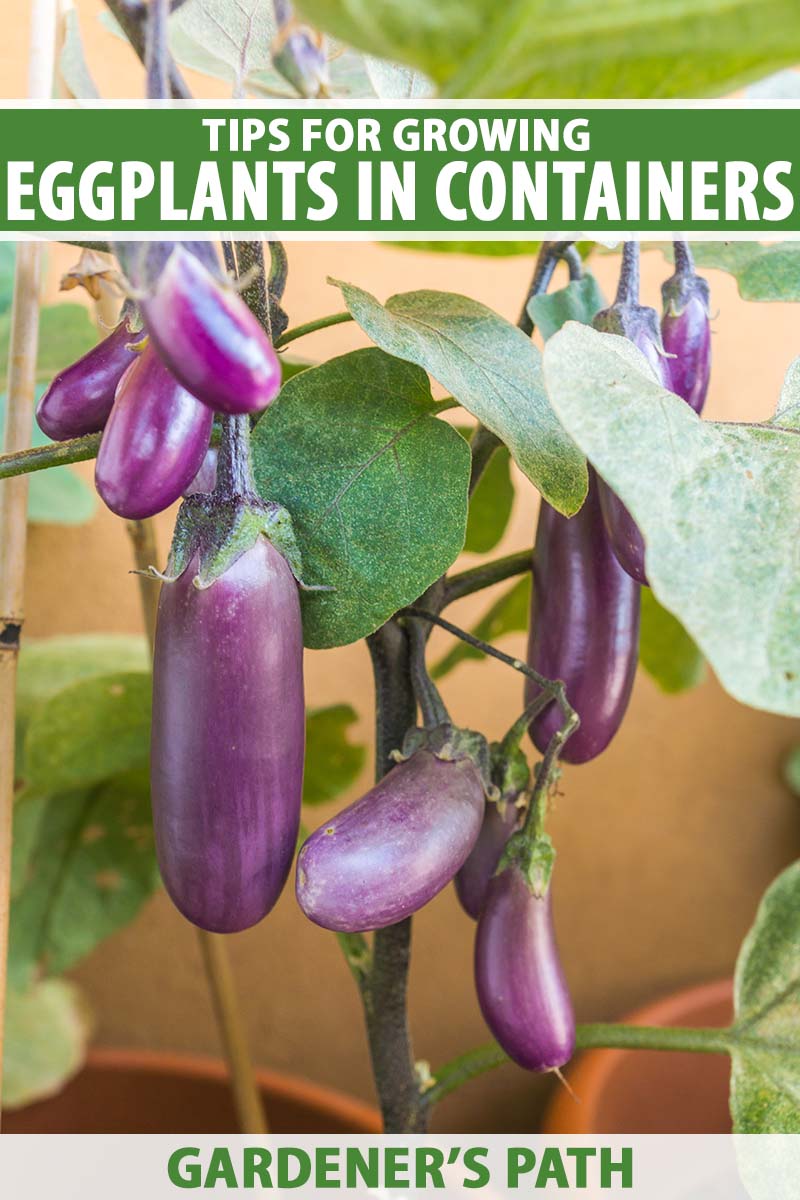 A close up vertical image of a potted eggplant growing outdoors. To the top and bottom of the frame is green and white printed text.