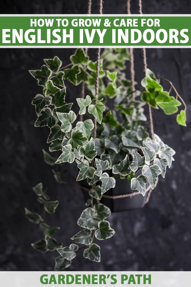 A close up vertical image of variegated ivy (Hedera helix) growing in a hanging planter pictured on a soft focus background. To the top and bottom of the frame is green and white printed text.