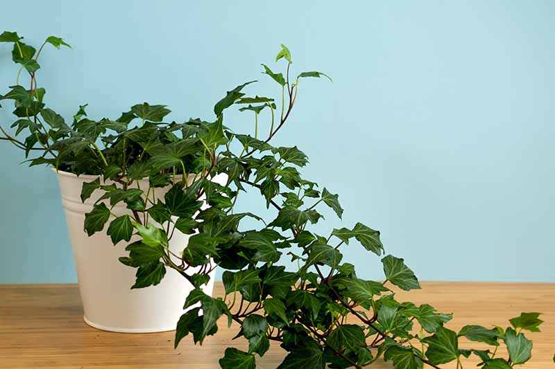 How Fast Does English Ivy Grow? Discover Its Growth Rate!