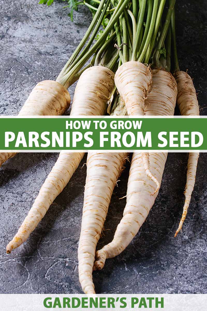 A close up vertical image of fresh homegrown parsnips set on a dark gray surface. To the center and bottom of the frame is green and white printed text.