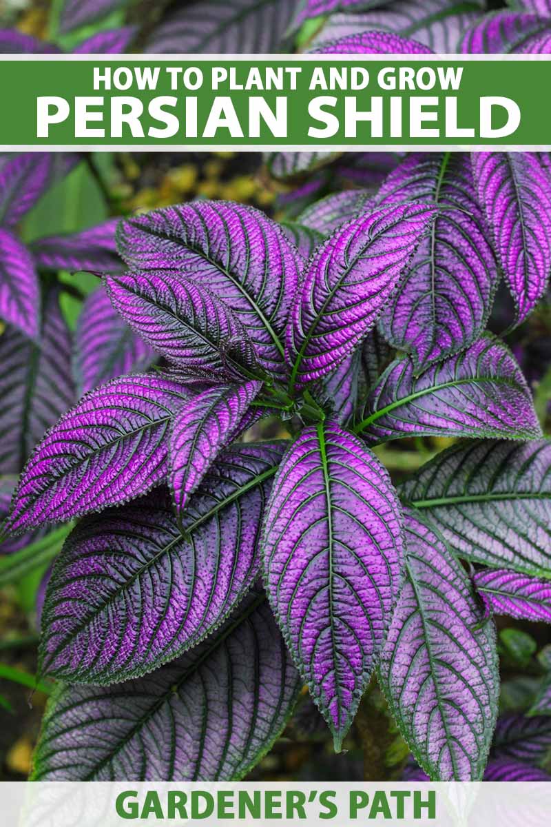A close up vertical image of the vibrant purple foliage of Persian shield growing in the garden. To the top and bottom of the frame is green and white printed text.