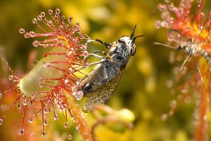 A close up horizontal image of an insect trapped by a carnivorous sundew plant pictured in light sunshine on a soft focus background.