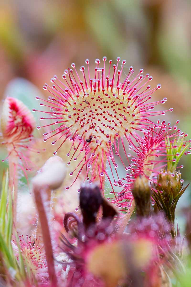 A close up vertical image of a sundew plant growing indoors pictured on a soft focus background.