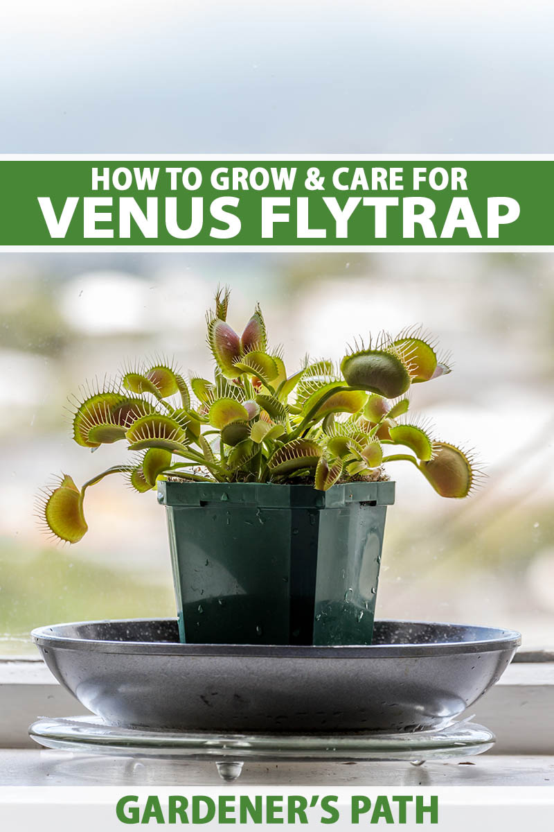 A close up vertical image of a small Venus flytrap growing in a plastic pot set on a windowsill. To the top and bottom of the frame is green and white printed text.