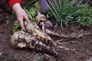 How to Grow and Harvest a Winter Parsnip Crop