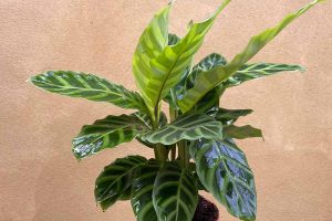 Worth Its Stripes: How to Grow and Care for Calathea Zebrina Plants