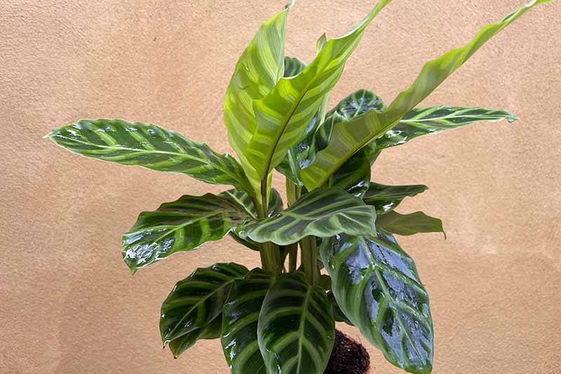 A close up horizontal image of a Calathea zebrina plant in a small pot with a beige wall in the background.