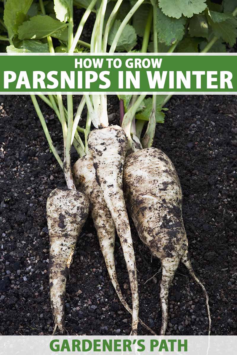 A close up vertical image of freshly harvested parsnips set on the ground on dark rich soil. To the top and bottom of the frame is green and white printed text.