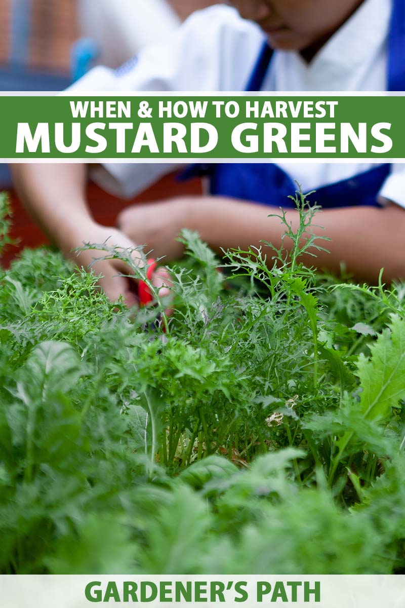 A close up vertical image of a gardener using scissors to harvest mustard greens from the garden. To the top and bottom of the frame is green and white printed text.