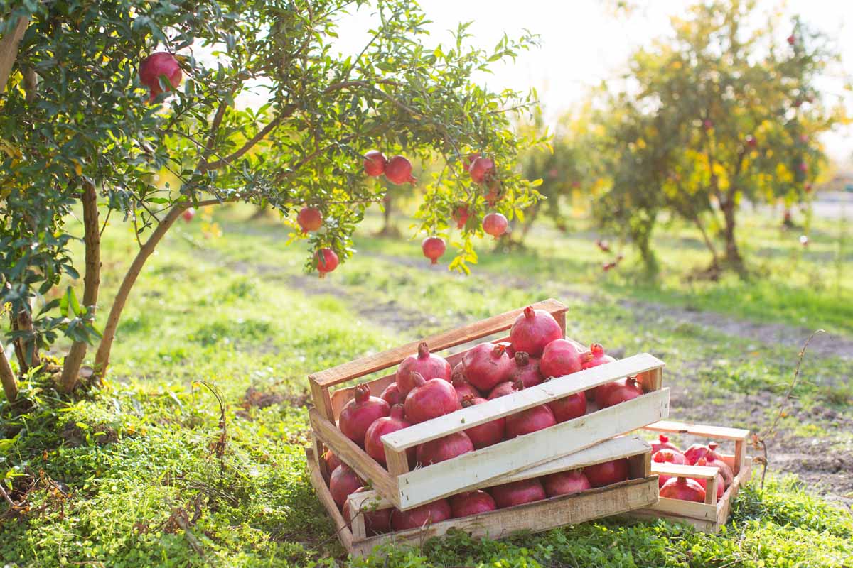 Image of wooden crates filled with ripe fruits set on the ground in a pomegranate orchard pictured in light sunshine.