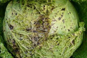 How to Deal with Mosaic Virus in Cabbages