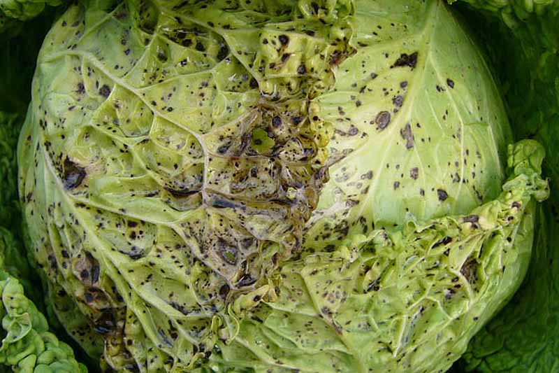 A close up horizontal image of a cabbage head infected with turnip mosaic virus pictured on a soft focus background.