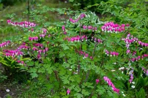 A close up horizontal image of a Lamprocapnos spectabilis plant with pink and white flowers growing in the garden.