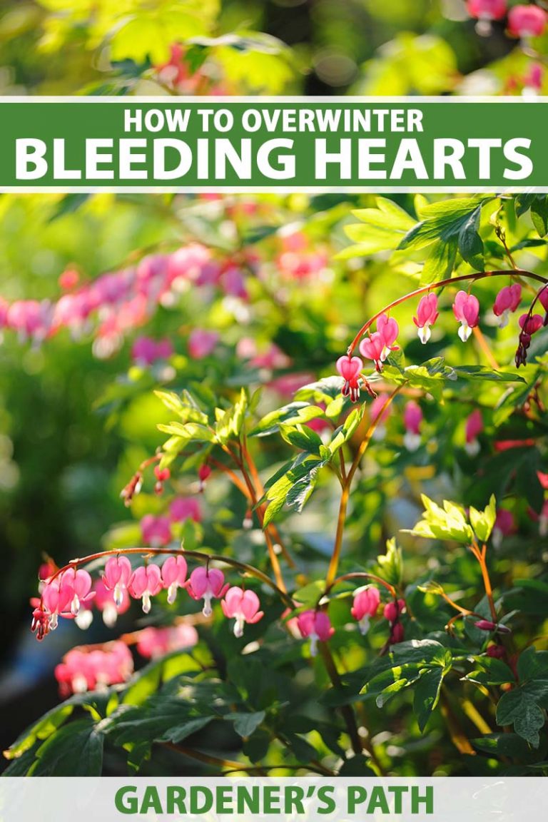 How to Overwinter Bleeding Heart Plants | Gardener’s Path