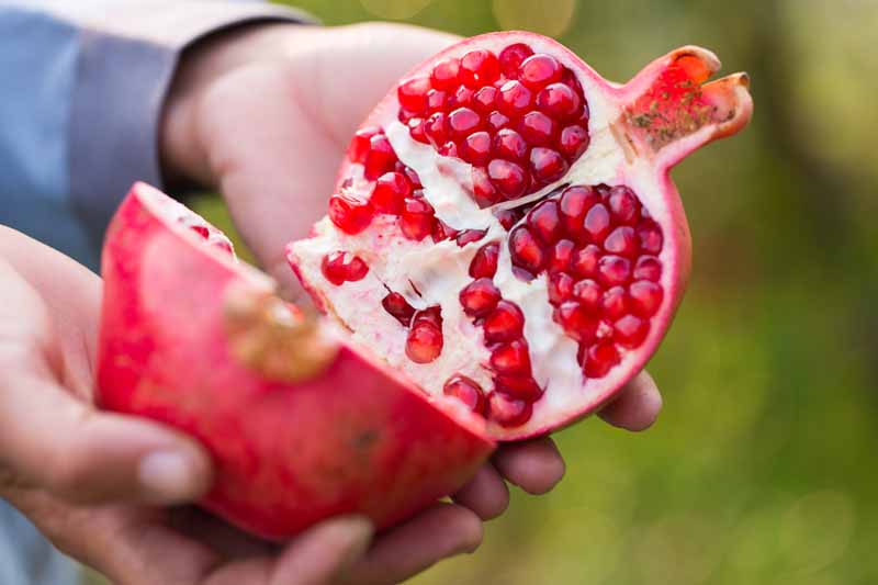 A close up horizontal image of two hands from the left of the frame holding a pomegranate that has been split in half pictured on a soft focus background.