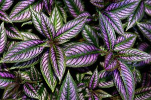 A close up horizontal image of Persian shield plants growing in the garden pictured on a soft focus background.