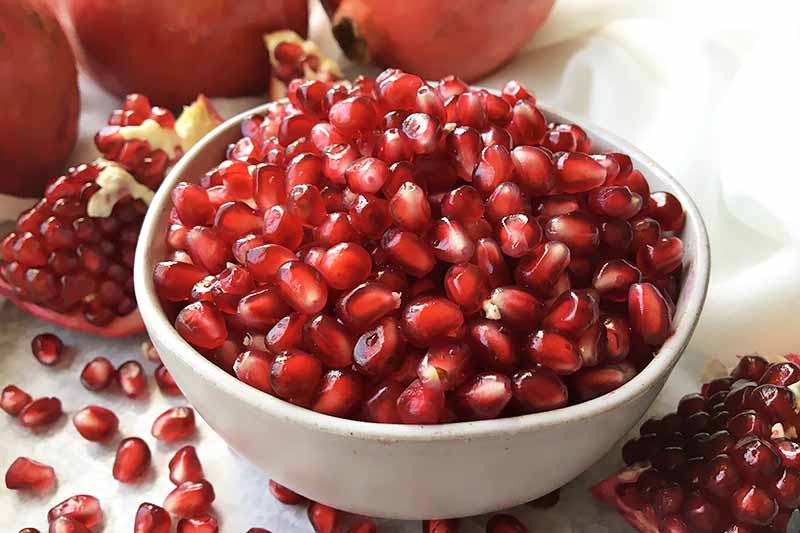 A close up horizontal image of a white bowl filled with pomegranate arils.