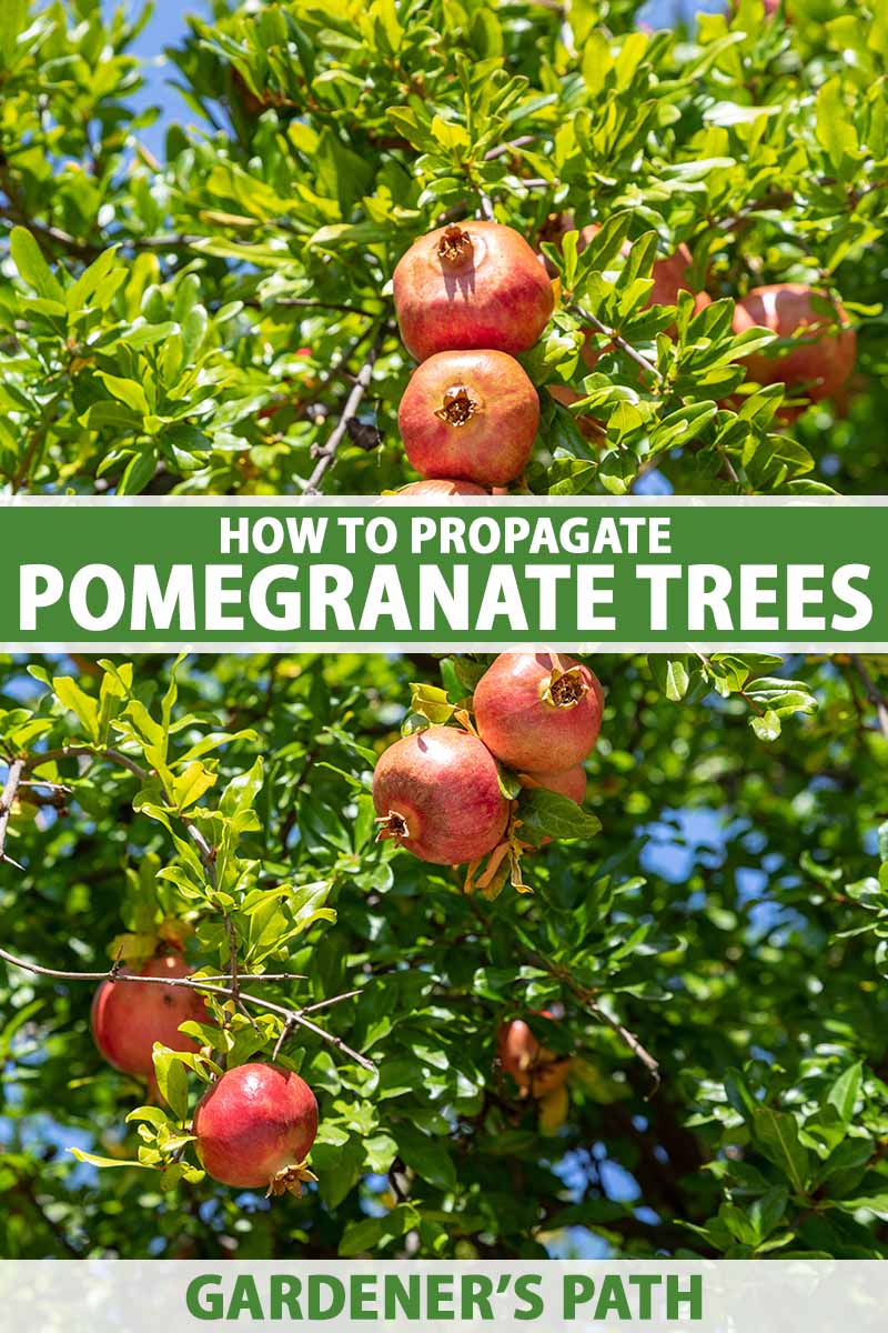 A close up vertical image of ripe pomegranates growing on the tree pictured in bright sunshine. To the center and bottom of the frame is green and white printed text.