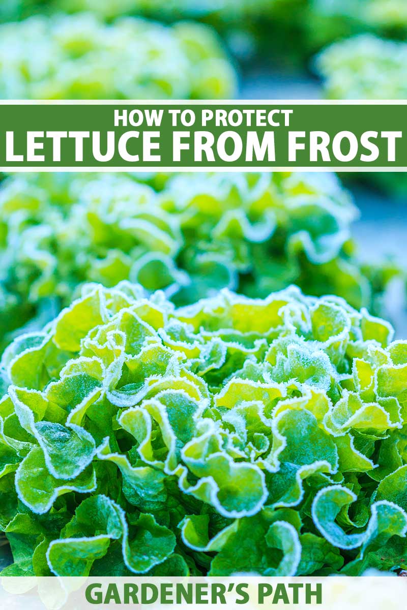 A close up vertical image of lettuce growing in the garden covered with a light dusting of frost. To the top and bottom of the frame is green and white printed text.