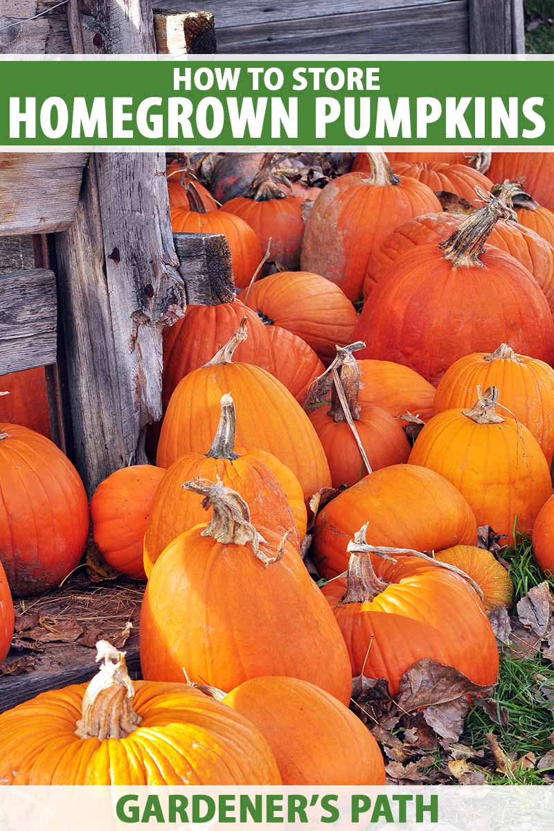 A close up vertical image of homegrown pumpkins, freshly harvested and set on the ground in front of a wooden fence. To the top and bottom of the frame is green and white printed text.