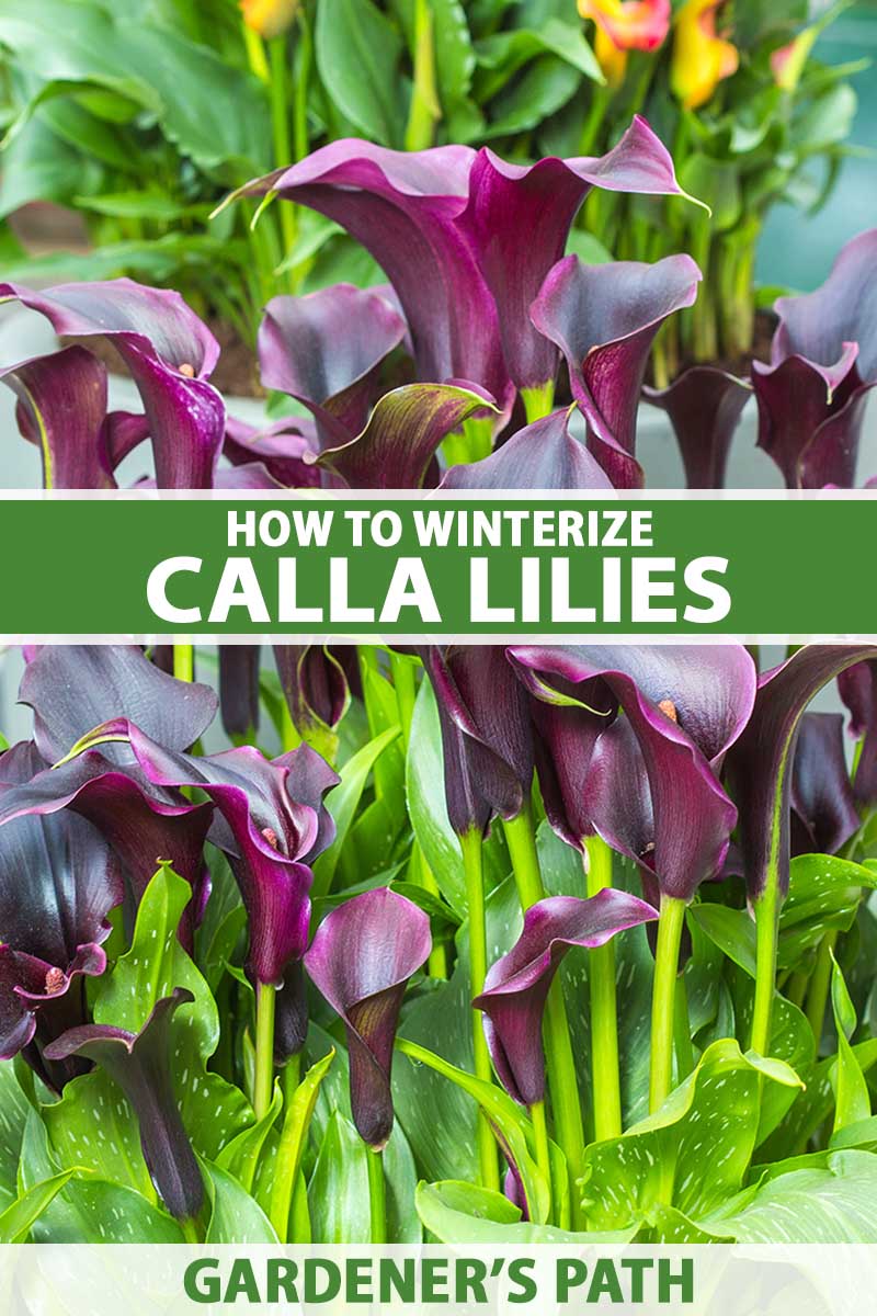 Can Calla Lillies Be Winterized If They Already Froze 