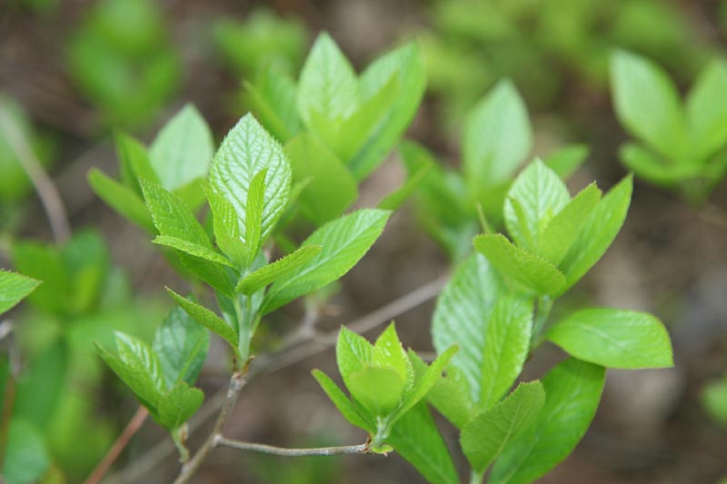 A close up horizontal image of the light green leaves of Ilex glabra 'Densa' pictured on a soft focus background.