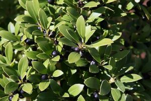 Must-Have Tips for Growing Inkberry Holly