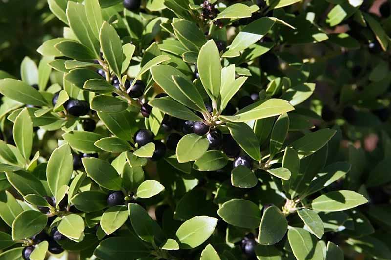 A close up horizontal image of inkberry holly, Ilex glabra growing in the garden with dark purple berries contrasting with the light green leaves, pictured in light sunshine on a soft focus background.