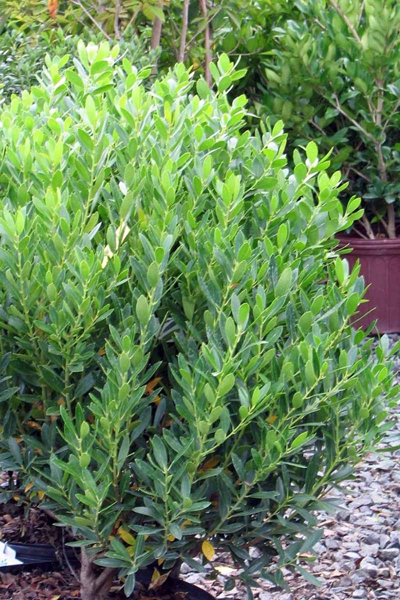 A close up vertical image of an Ilex glabra 'Shamrock' shrub (inkberry holly) growing in the garden.