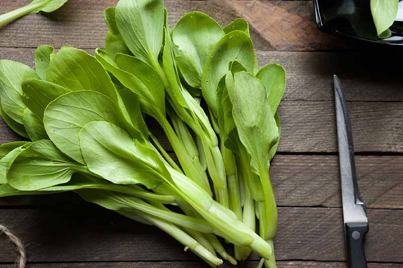 A close up horizontal image of baby leaf pak choi on a dark wooden surface with a knife to the right of the frame.