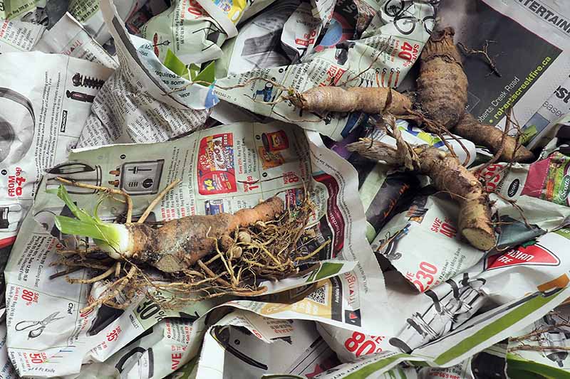 A close up horizontal image of iris rhizomes set on newspaper to be wrapped up ready for storage.