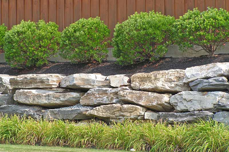 A horizontal image of inkberry holly (Ilex glabra) growing on a retaining wall with a wooden fence in the background.