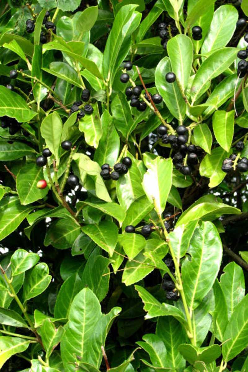 A close up vertical image of the bright green leaves and dark berries of inkberry holly (Ilex glabra) growing in the garden.