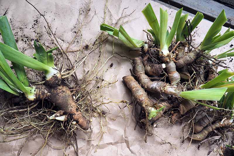 A close up horizontal image of iris rhizomes that have been dug up and set on brown paper ready for storage.