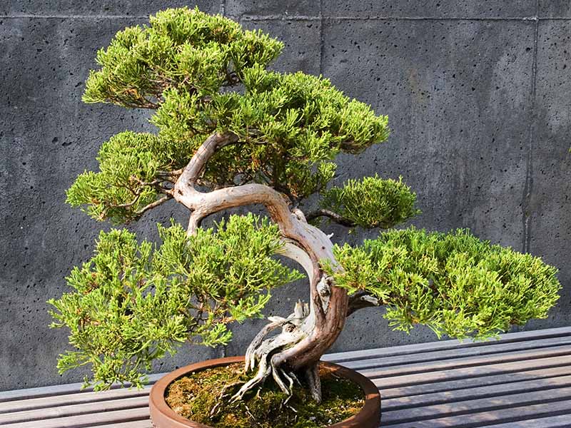 A close up horizontal image of a juniper tree trained to grow as a bonsai in a small pot set on a wooden surface with a breeze block wall in the background.