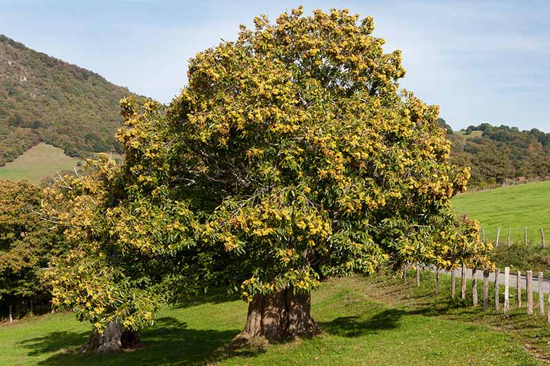 A horizontal image of large mature chestnut trees growing in a field with hills and blue sky in the background.