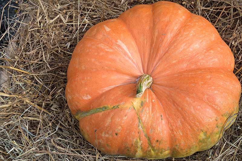 A close up horizontal image of a large orange pumpkin set in a box of straw to store.