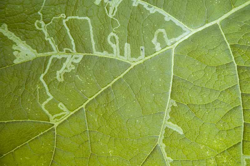 A close up horizontal image of the damage caused by leaf miners on the foliage of a plant.