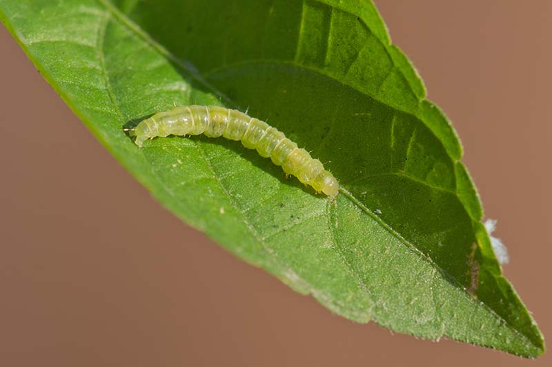 A close up horizontal image of a leafroller caterpillar on a green leaf pictured on a soft focus background.