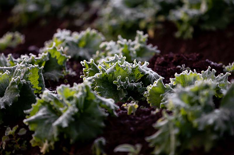 A close up horizontal image of lettuce damaged by frost pictured on a soft focus background.