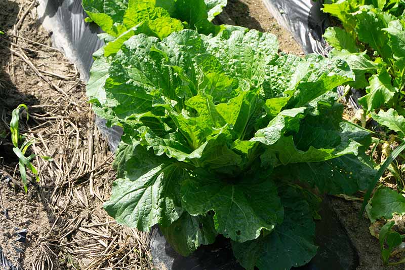 A close up horizontal image of a head of lettuce growing in the garden pictured in bright sunshine.