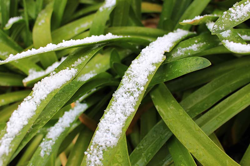 A close up horizontal image of the green strappy foliage of agapanthus with a light covering of snow.