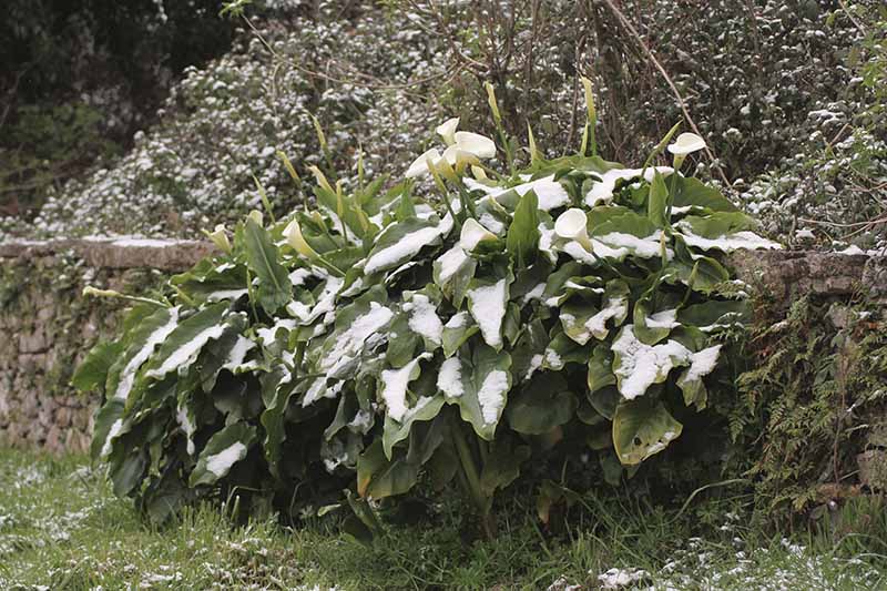 Zbliżenie poziomego obrazu stoiska lilii kalii rosnących przy kamiennym ogrodzeniu pokrytym lekkim pyleniem śniegu.