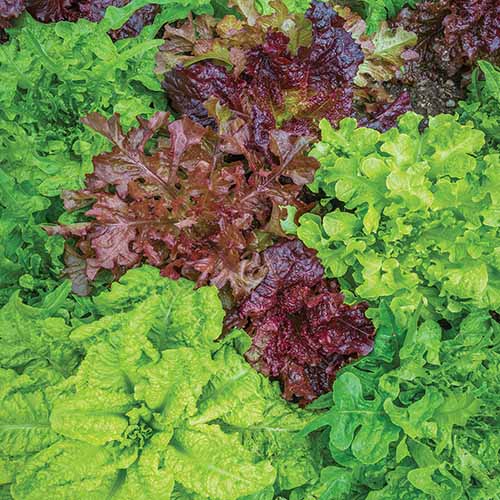 A close up square image of different varieties of lettuce growing in the garden.