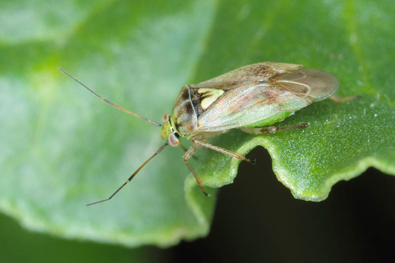 A close up horizontal image of a lygus bug on the edge of a leaf pictured on a soft focus background.