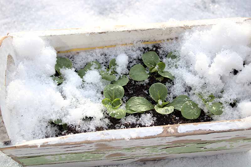 A close up horizontal image of a small wooden planter growing lamb's lettuce under a covering of snow.
