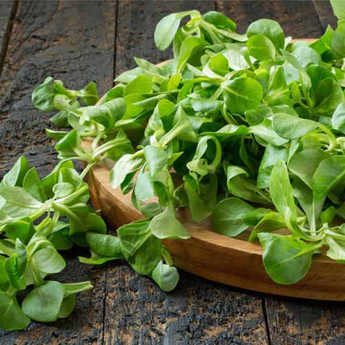 A close up square image of freshly harvested lamb's lettuce in a wooden bowl set on a wooden surface.