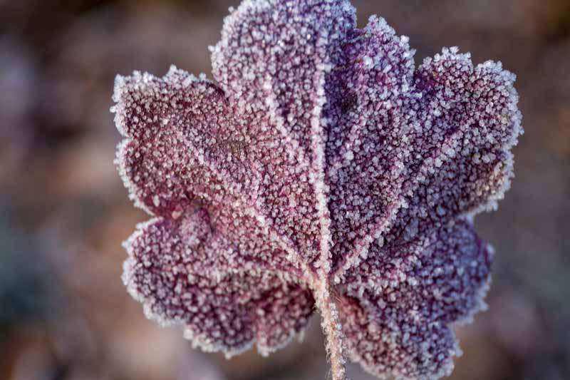 A close up horizontal image of a purple alumroot leaf covered in frost pictured on a soft focus background.